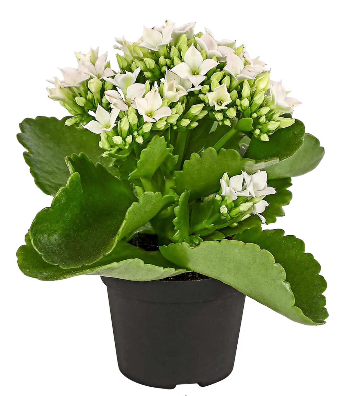 Mini Flammendes Käthchen - Kalanchoe blossfeldiana