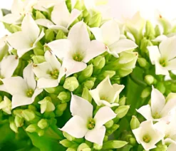 Mini Flammendes Käthchen - Kalanchoe blossfeldiana