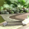 Mini Kakteen- & Sukkulenten-Set, verschiedene Sorten, 20-teilig