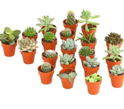 Mini Kakteen- & Sukkulenten-Set, verschiedene Sorten, 20-teilig
