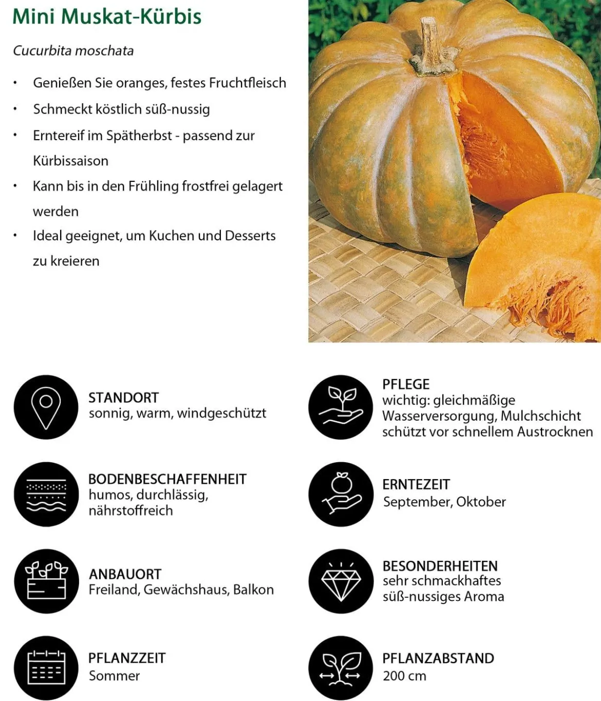 Mini Muskat-Kürbis