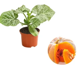Mini Muskat-Kürbis