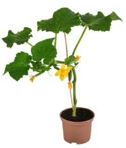 Mini Schlangengurke