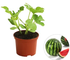 Mini Wassermelone