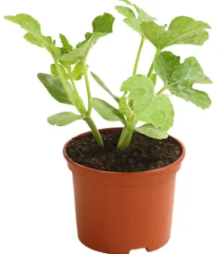Mini Wassermelone