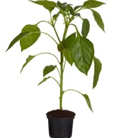 Mintpaprika