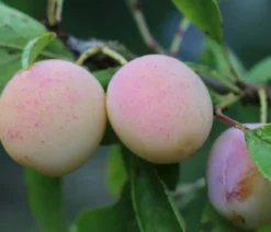 Mirabelle 'Nancy'
