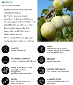 Mirabelle 'Nancy'