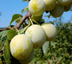 Mirabelle 'Nancy'