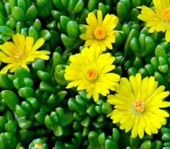 Mittagsblume