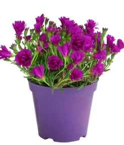 Mittagsblume, Busch, verschiedene Farben