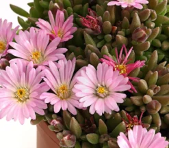 Mittagsblume 'Firespinner', verschiedene Farben