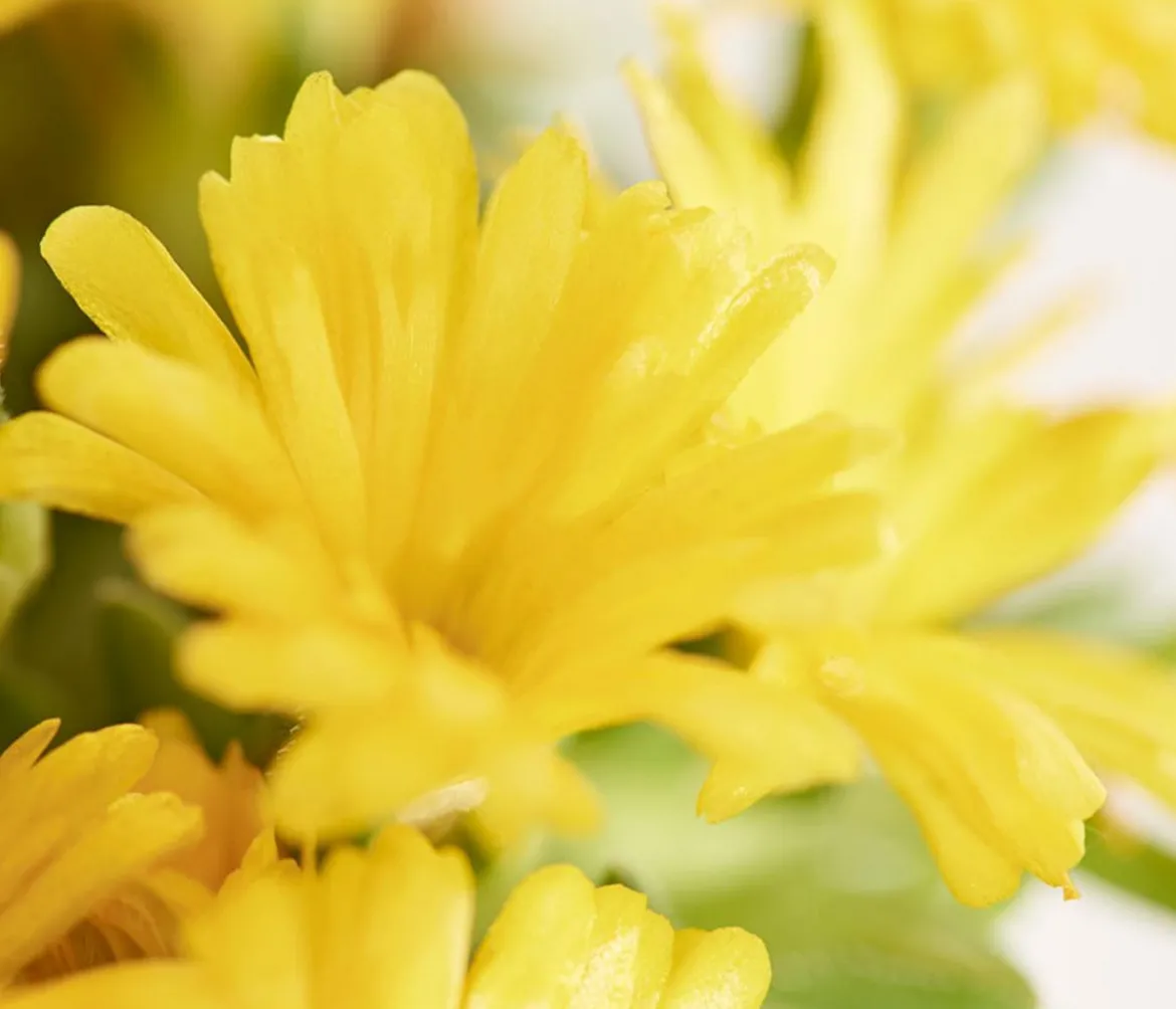 Mittagsblume 'Firespinner', verschiedene Farben
