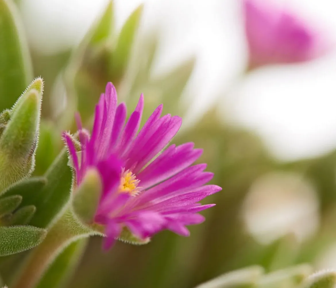 Mittagsblume 'Firespinner', verschiedene Farben