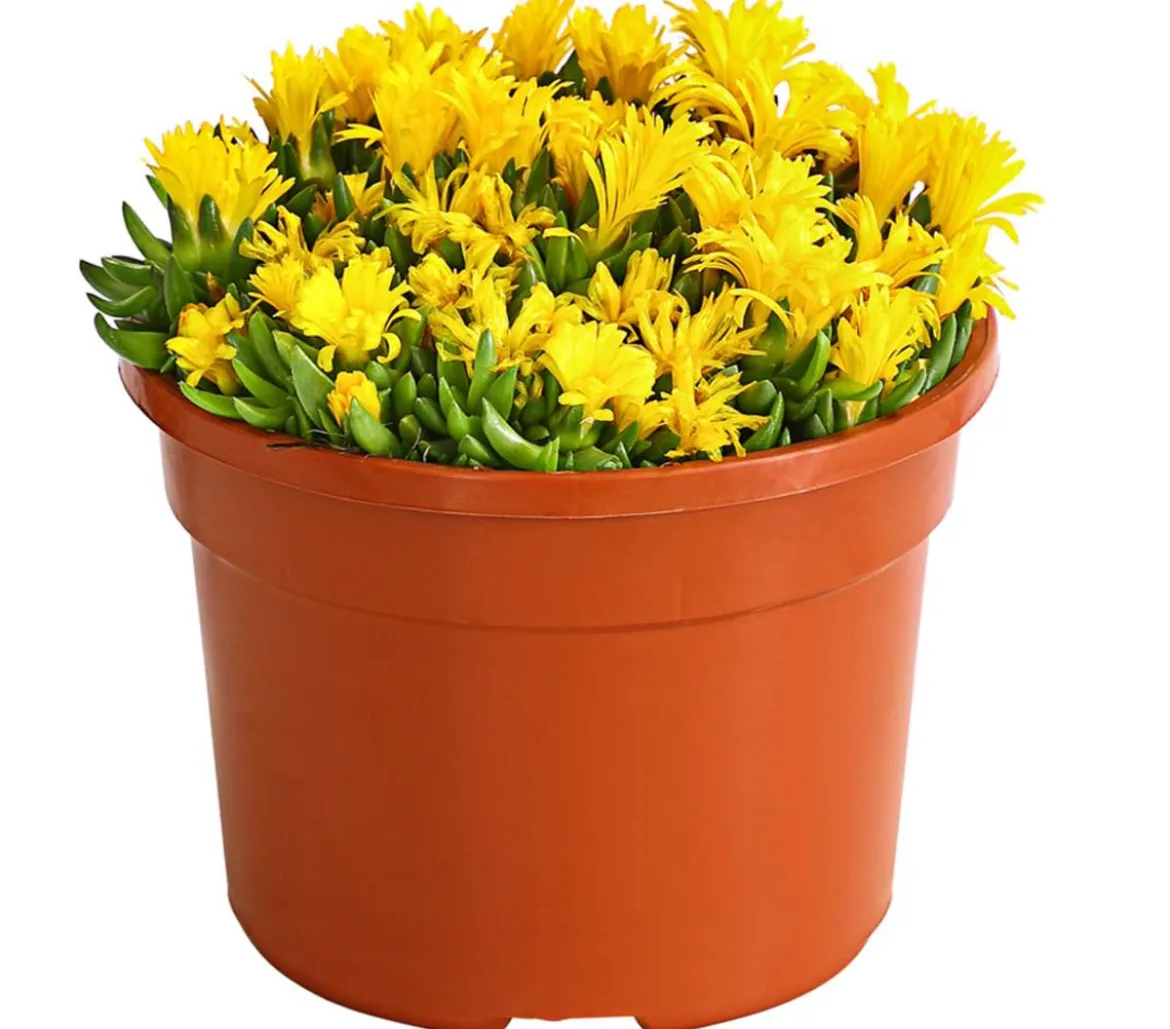 Mittagsblume 'Firespinner', verschiedene Farben