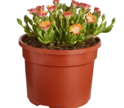 Mittagsblume 'Firespinner', verschiedene Farben