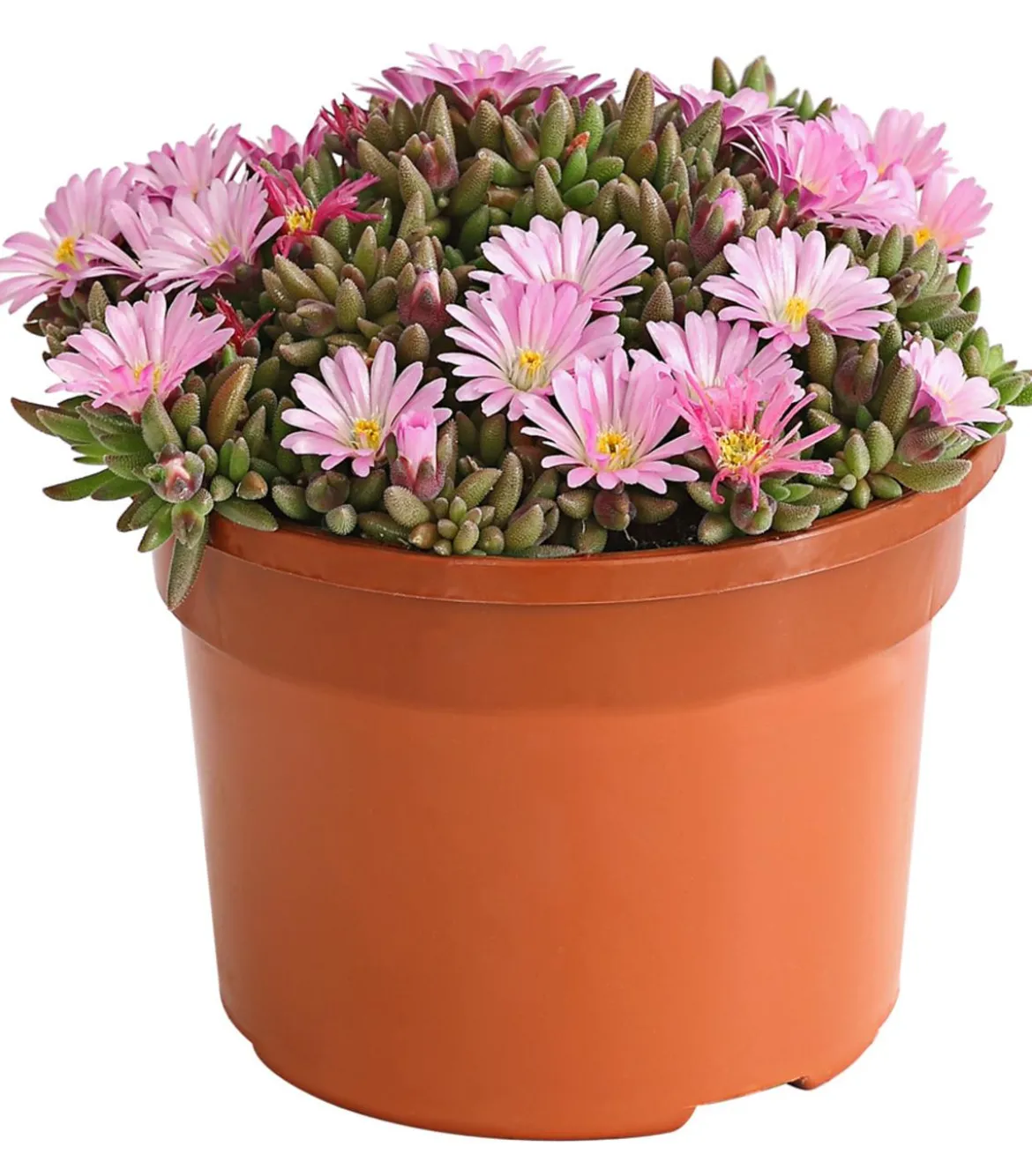 Mittagsblume 'Firespinner', verschiedene Farben