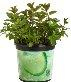 Mojito-Minze