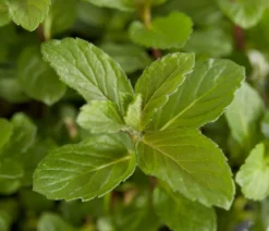 Mojito-Minze