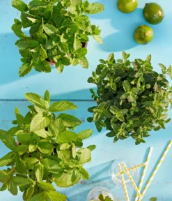 Mojito-Minze