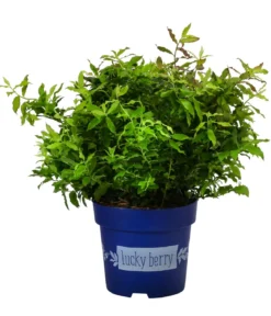 4-Monats-Heidelbeere 'Lucky Berry®'