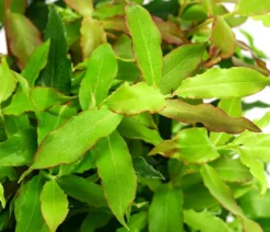 4-Monats-Heidelbeere 'Lucky Berry®'