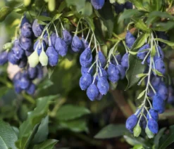 4-Monats-Heidelbeere 'Lucky Berry®'