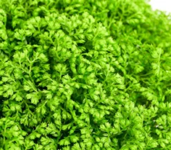 Moosfarn - Selaginella apoda