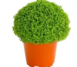 Moosfarn - Selaginella apoda