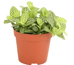 Mosaikpflanze - Fittonia verschaffeltii, verschiedene Sorten
