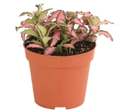 Mosaikpflanze - Fittonia verschaffeltii, verschiedene Sorten