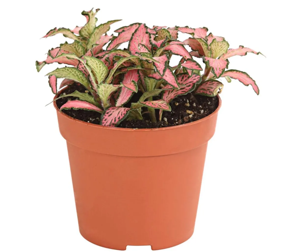 Mosaikpflanze - Fittonia verschaffeltii, verschiedene Sorten
