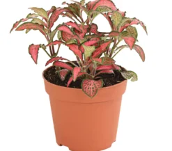 Mosaikpflanze - Fittonia verschaffeltii, verschiedene Sorten