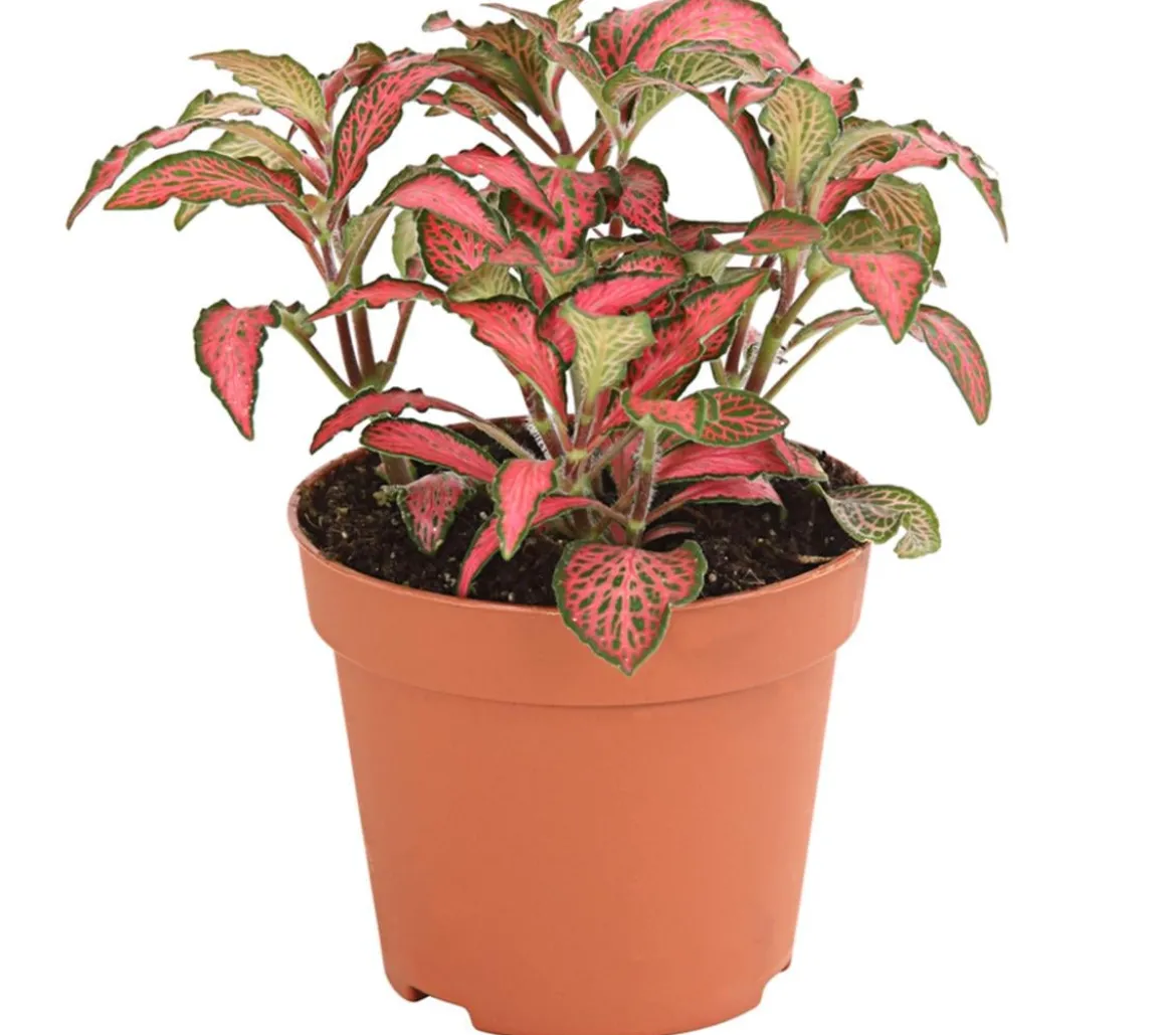 Mosaikpflanze - Fittonia verschaffeltii, verschiedene Sorten