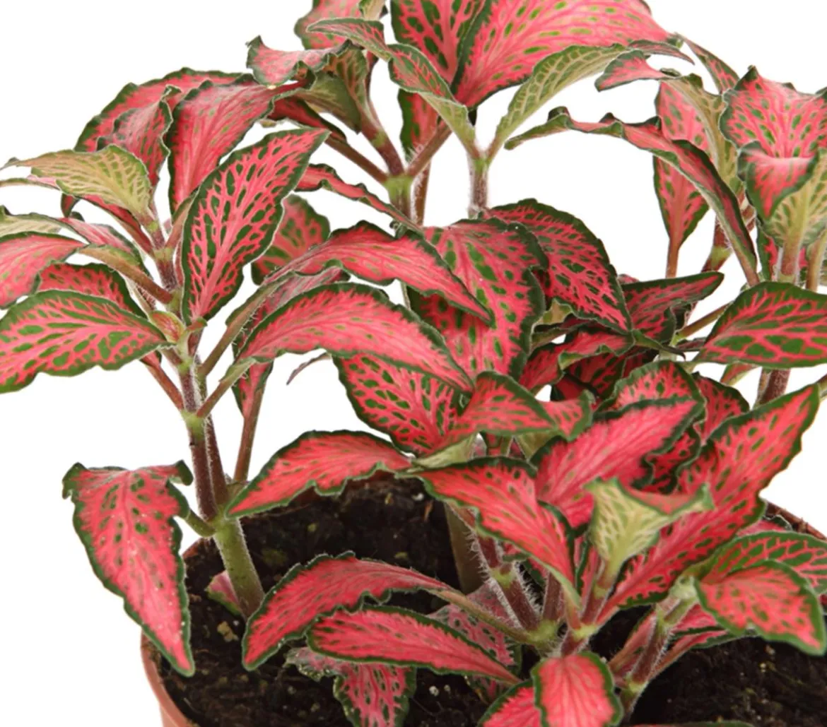 Mosaikpflanze - Fittonia verschaffeltii, verschiedene Sorten