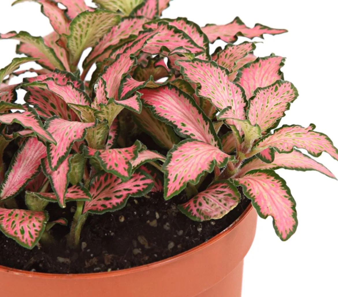 Mosaikpflanze - Fittonia verschaffeltii, verschiedene Sorten
