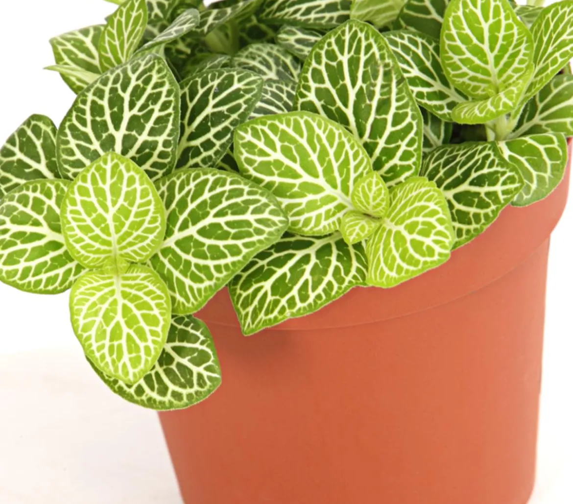 Mosaikpflanze - Fittonia verschaffeltii, verschiedene Sorten
