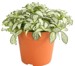 Mosaikpflanze - Fittonia verschaffeltii, verschiedene Sorten