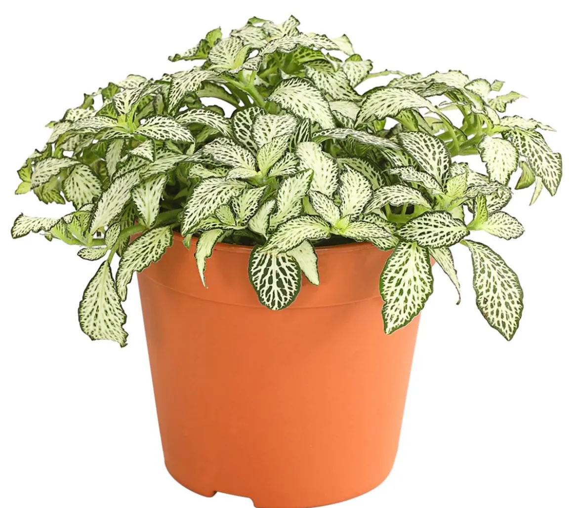 Mosaikpflanze - Fittonia verschaffeltii, verschiedene Sorten