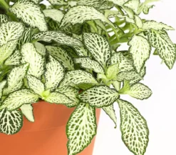 Mosaikpflanze - Fittonia verschaffeltii, verschiedene Sorten