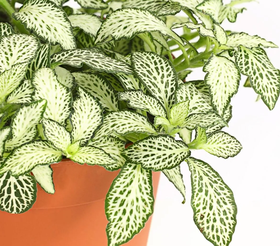 Mosaikpflanze - Fittonia verschaffeltii, verschiedene Sorten
