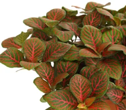 Mosaikpflanze - Fittonia verschaffeltii, verschiedene Sorten