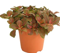 Mosaikpflanze - Fittonia verschaffeltii, verschiedene Sorten