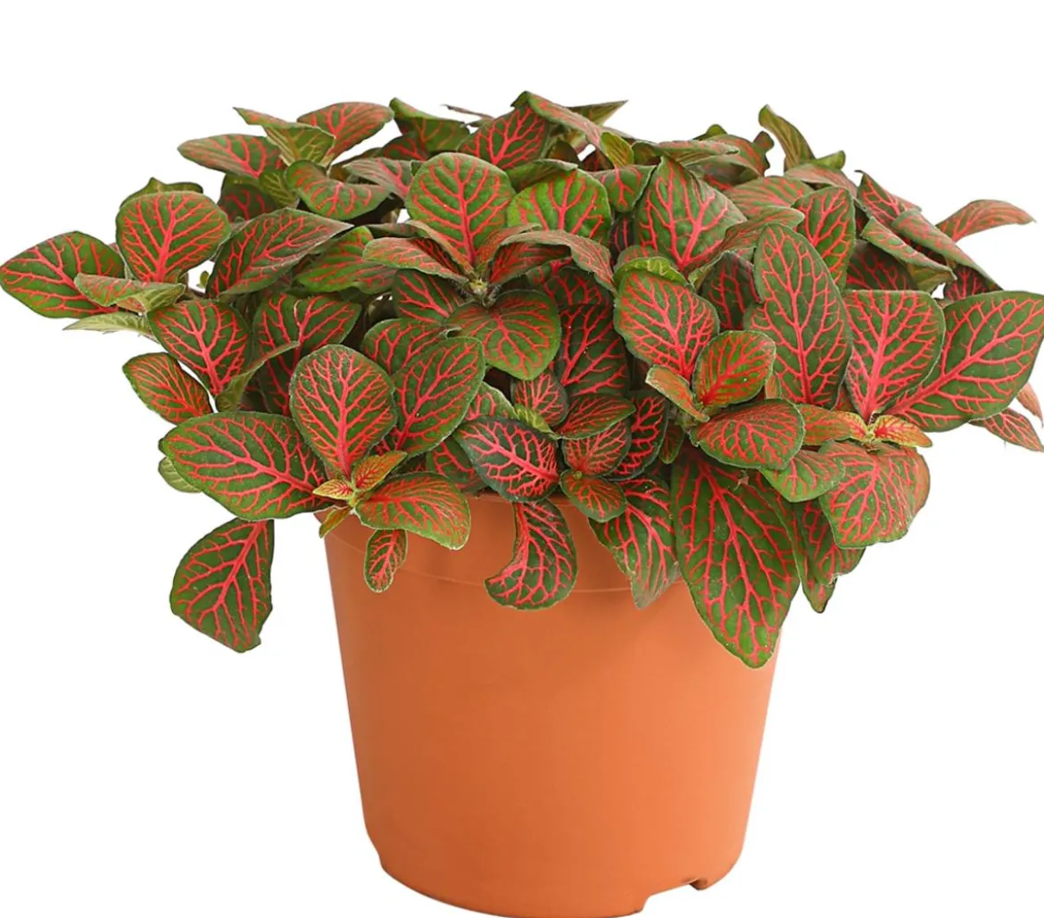 Mosaikpflanze - Fittonia verschaffeltii, verschiedene Sorten