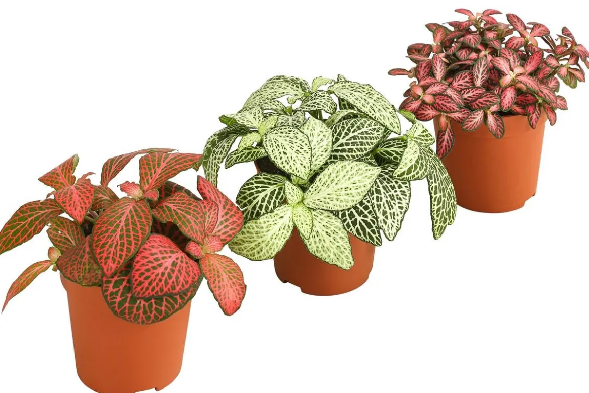 Mosaikpflanzen-Set - Fittonia, 3-teilig