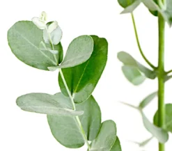 Mostgummi-Eukalyptus 'Azura'