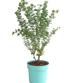 Mostgummi-Eukalyptus 'Azura'
