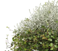 Mueca - Gitterkraut und Mühlenbeckia