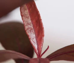 Mukunu Wenna