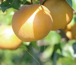Nashi-Birne 'Nijiseiki'